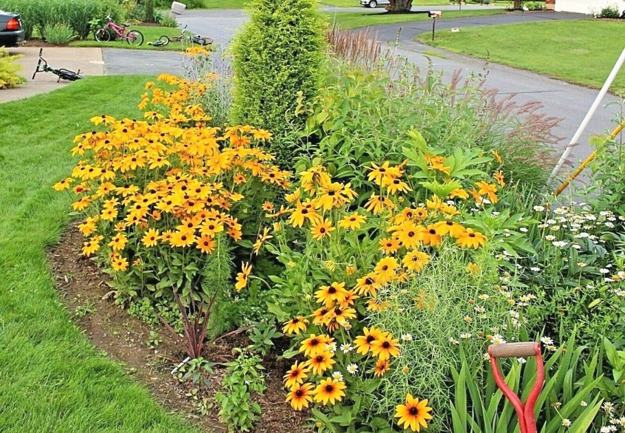 Рудбекия Золотая махровая