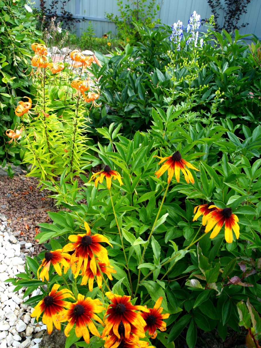 Рудбекия эхинацея