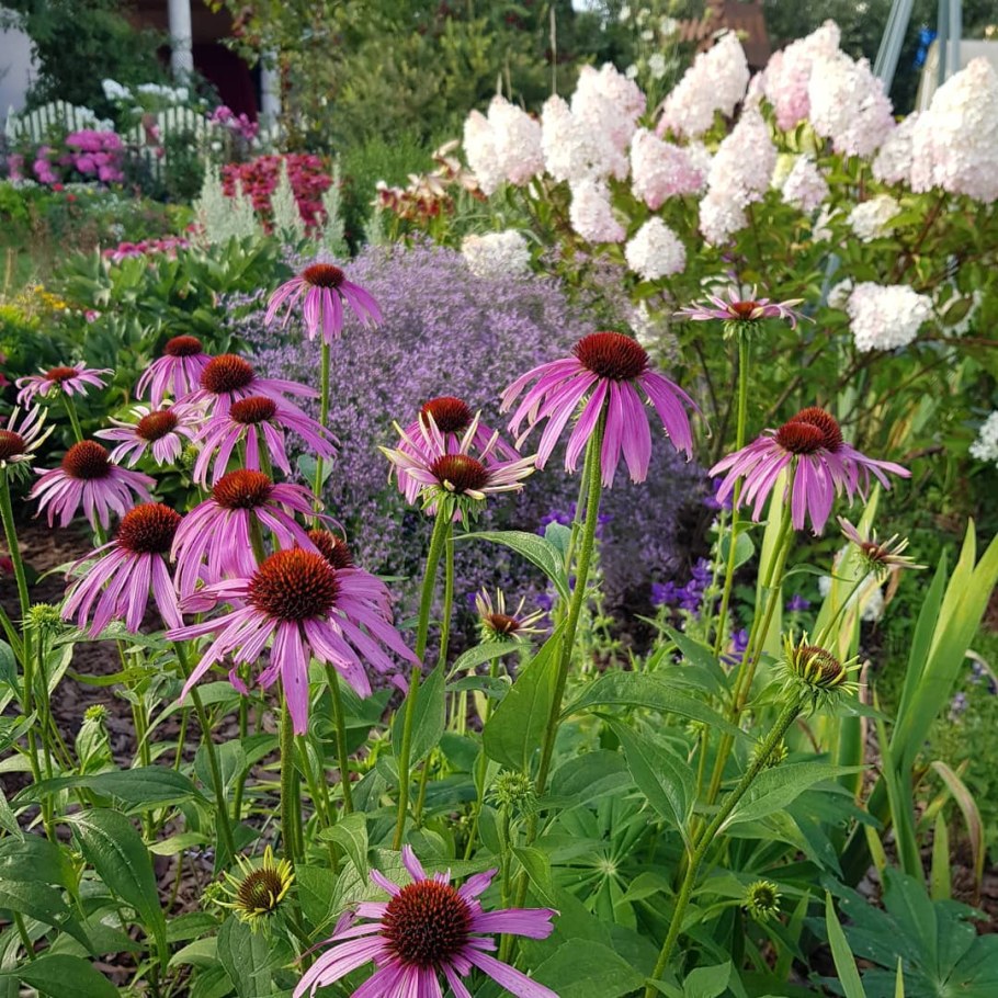 Рудбекия пурпурная