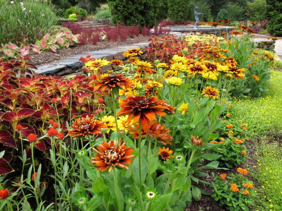 Рудбекия Cherokee Sunset