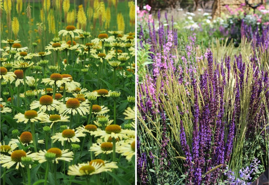 Миксбордер эхинацея тысячелистник