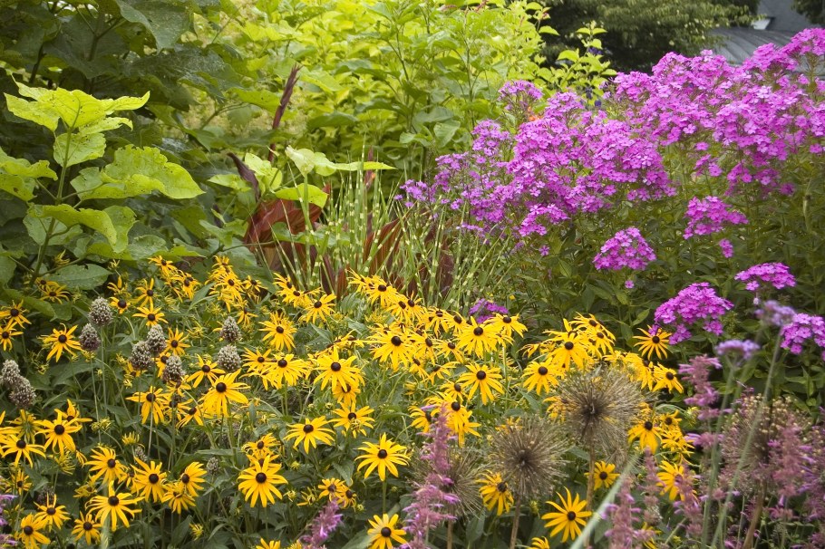 Рудбекия блестящая Goldsturm