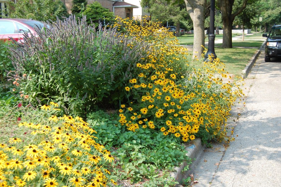 Рудбекия рассеченная золотые шары