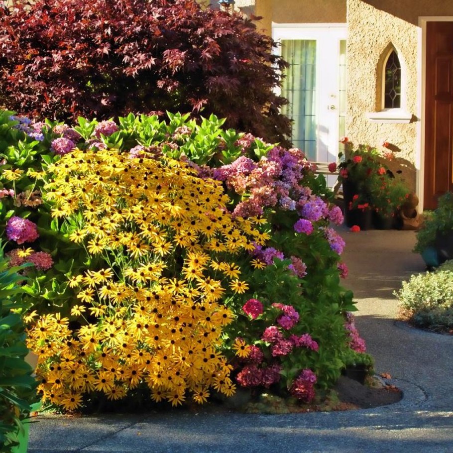 Рудбекия в ландшафте