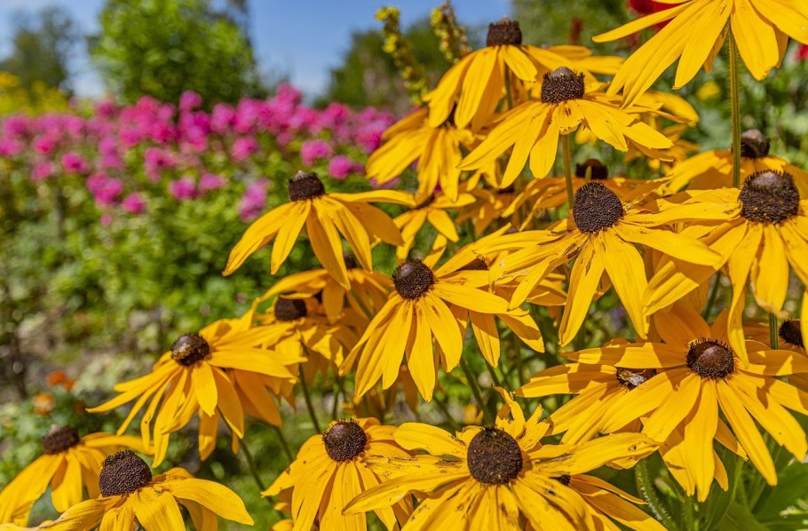 Рудбекия Хирта