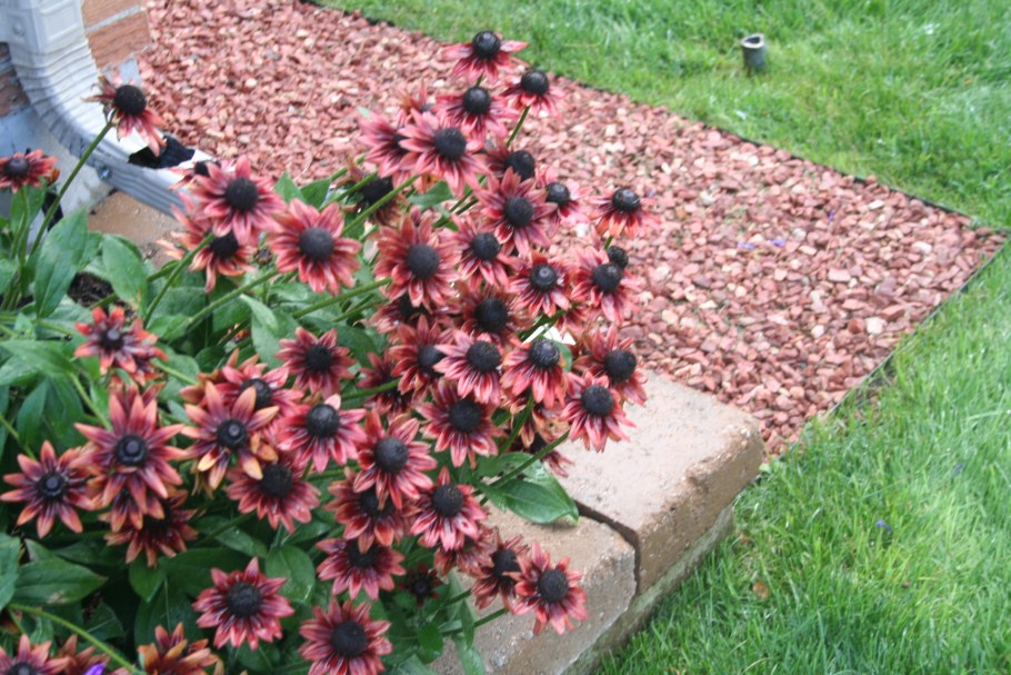Гайлардия и рудбекия