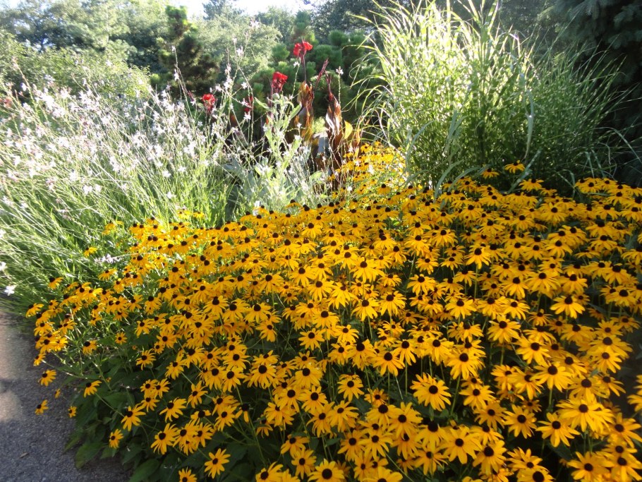 Рудбекия Голдштурм