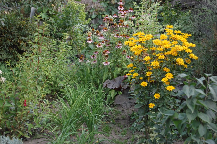 Гелиопсис в ландшафтном дизайне