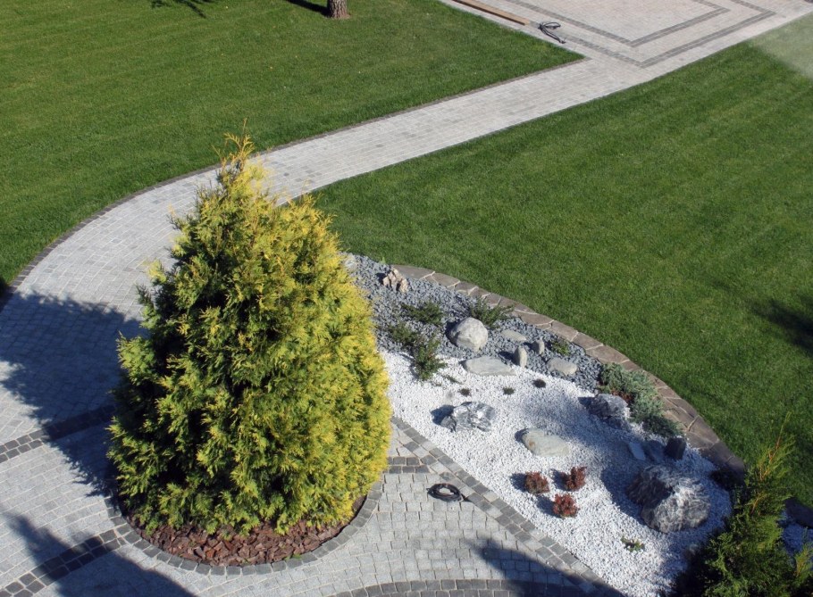 Туя Даника Ауреа