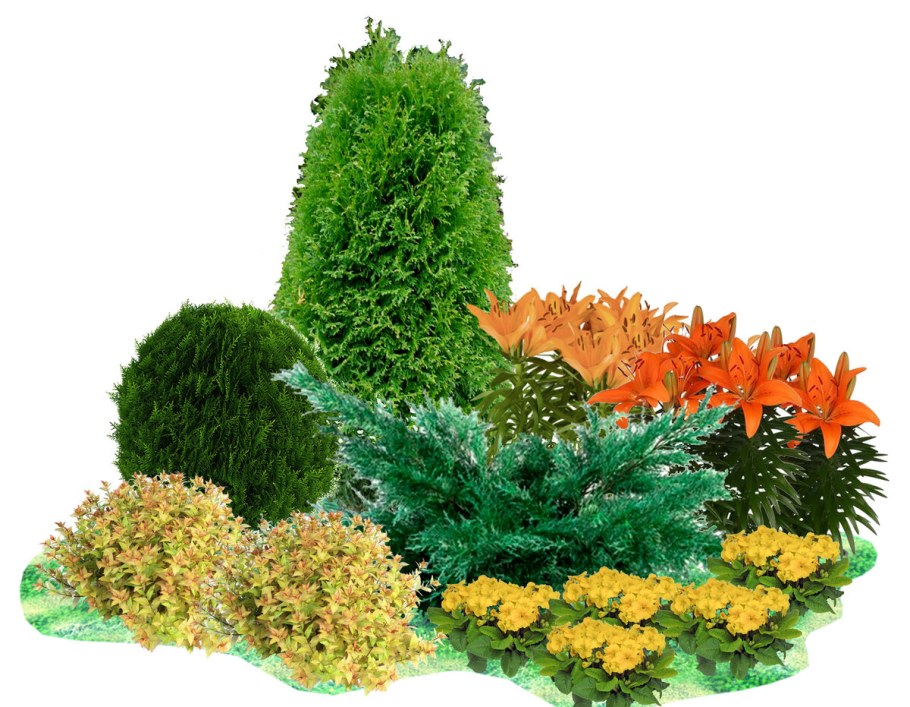 Туя Грин ЭГГ