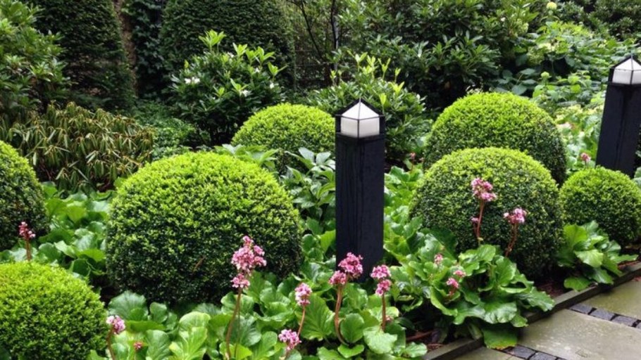 Гортензия,Хоста, туя Даника