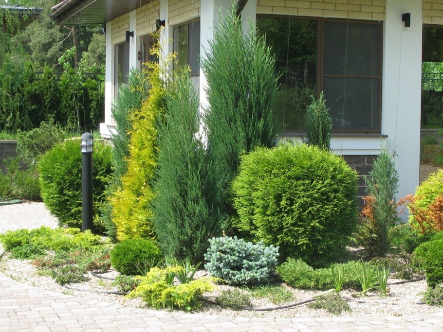 Можжевельник Скайрокет