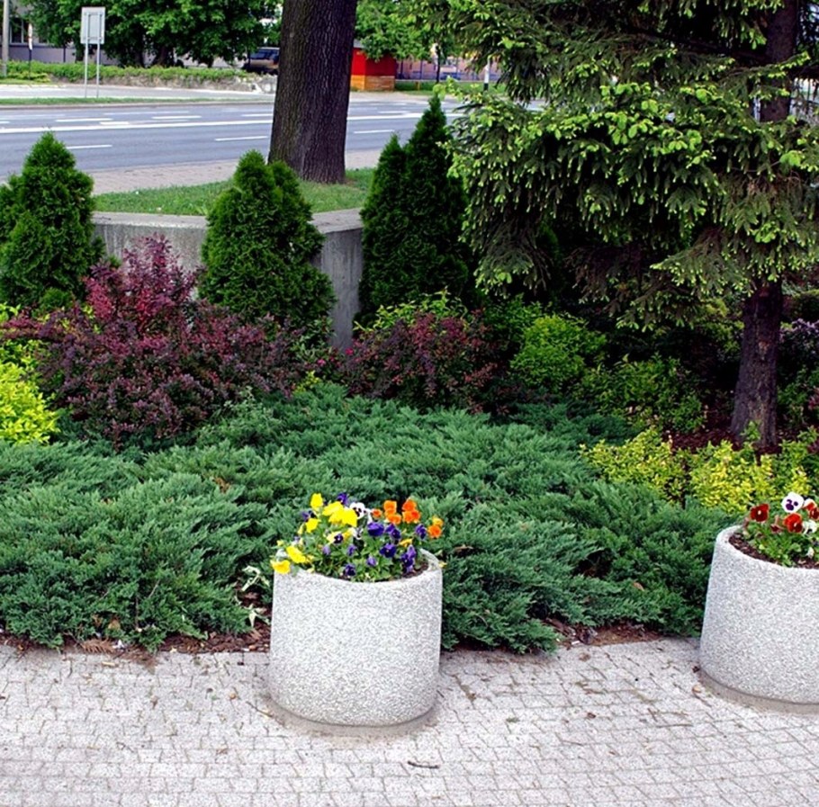 Можжевельник Блю чип в клумбе