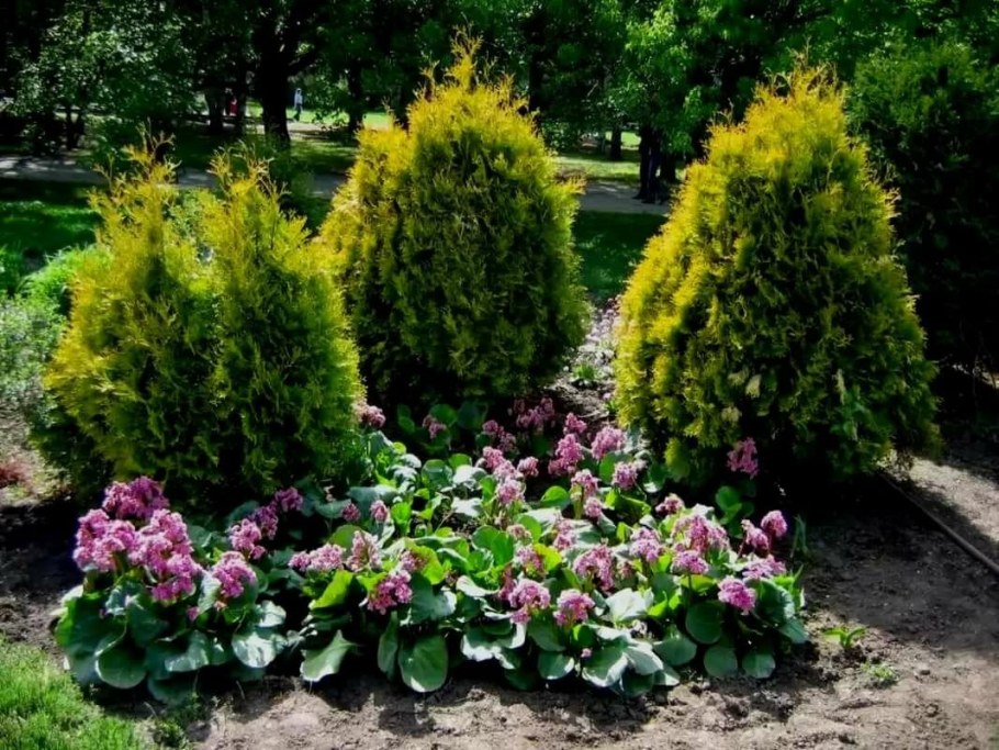 Туя Западная Вотерфилд