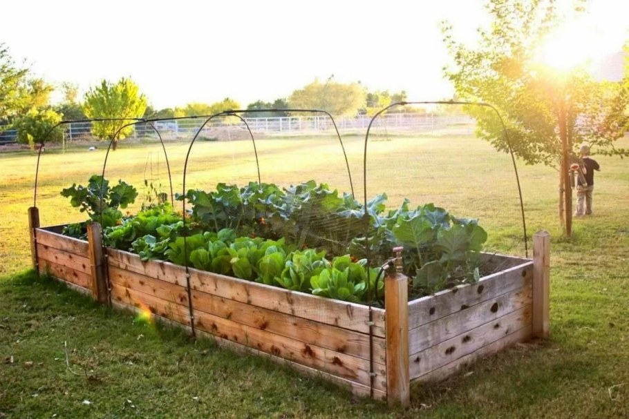 Курдюмов грядки высокие