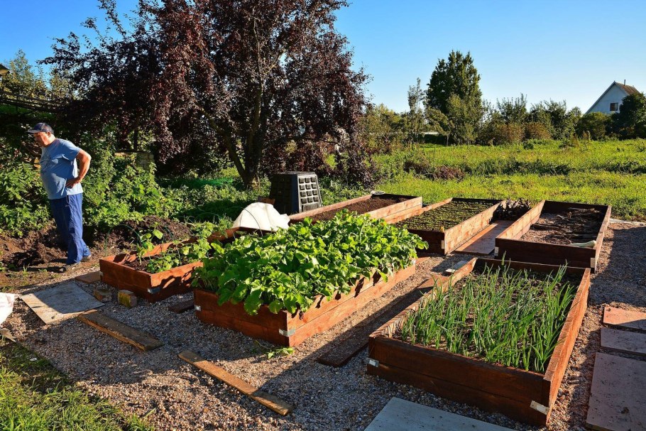 Грядки красивые на участке