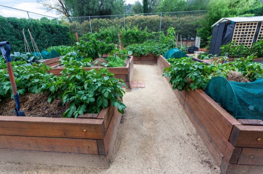 Красивые грядки