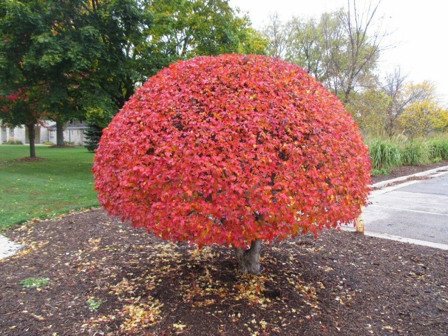 Клен Глобозум красный