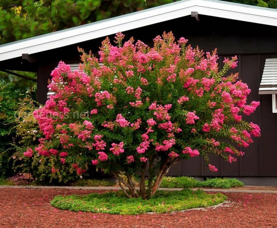 Лагерстремия индийская куст