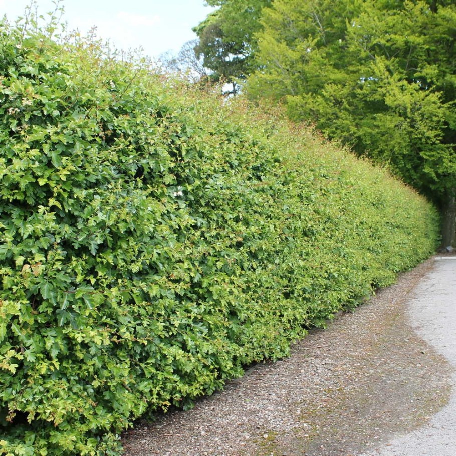 Боярышник Сибирский Живая изгородь