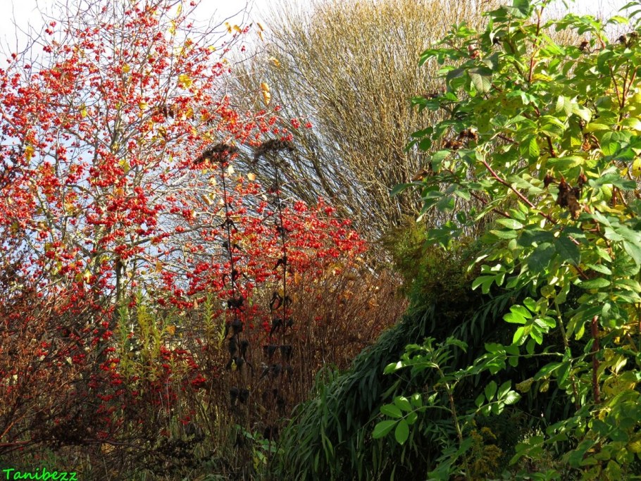 Боярышник и ирга