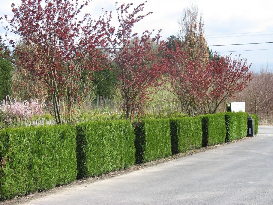 Боярышник сливолистный Живая изгородь