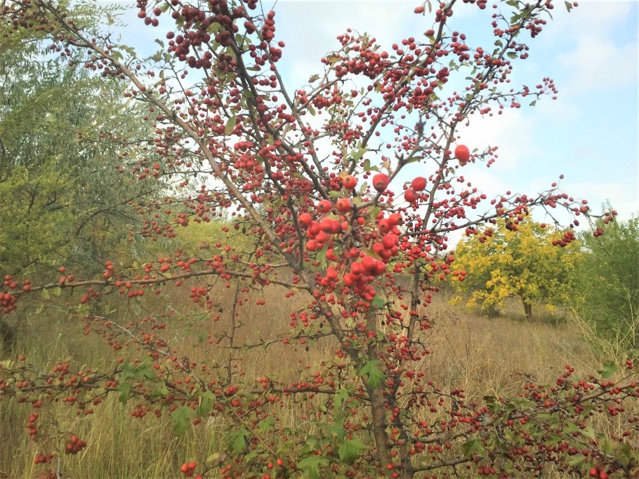 Боярышник autumn Glory