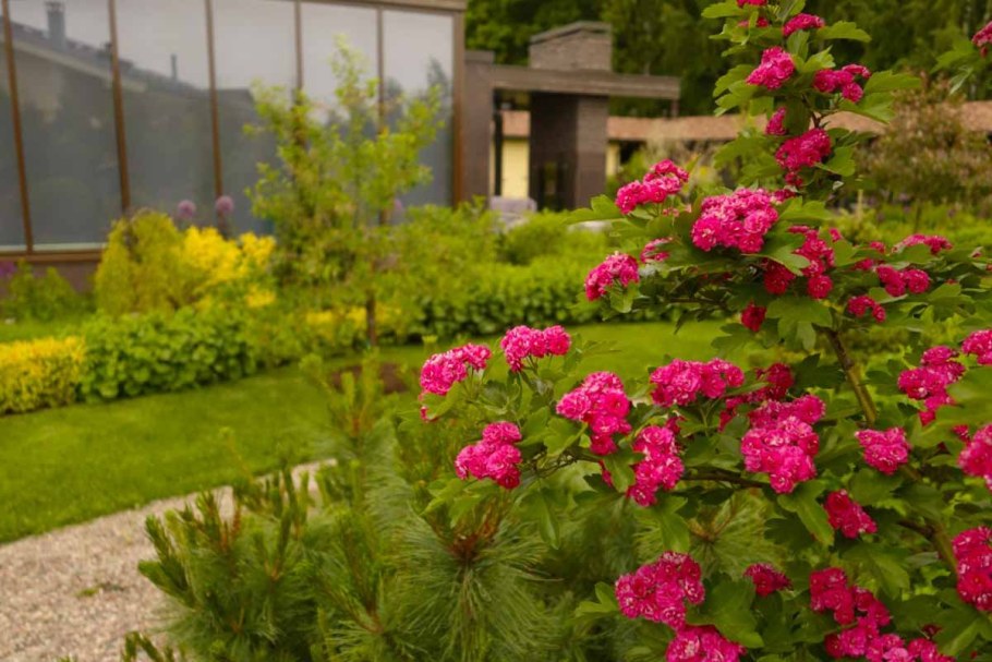 Боярышник Пауль Скарлет