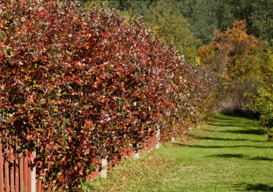 Арония черноплодная куст изгородь