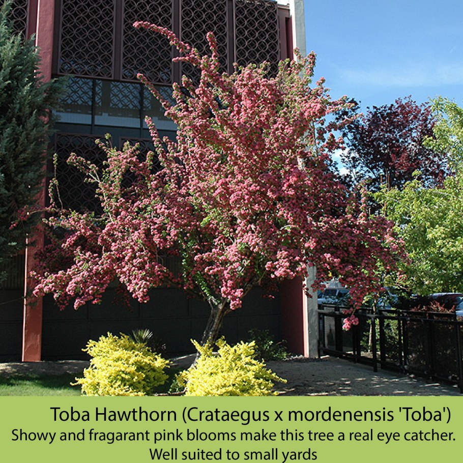 Crataegus mordenensis Toba