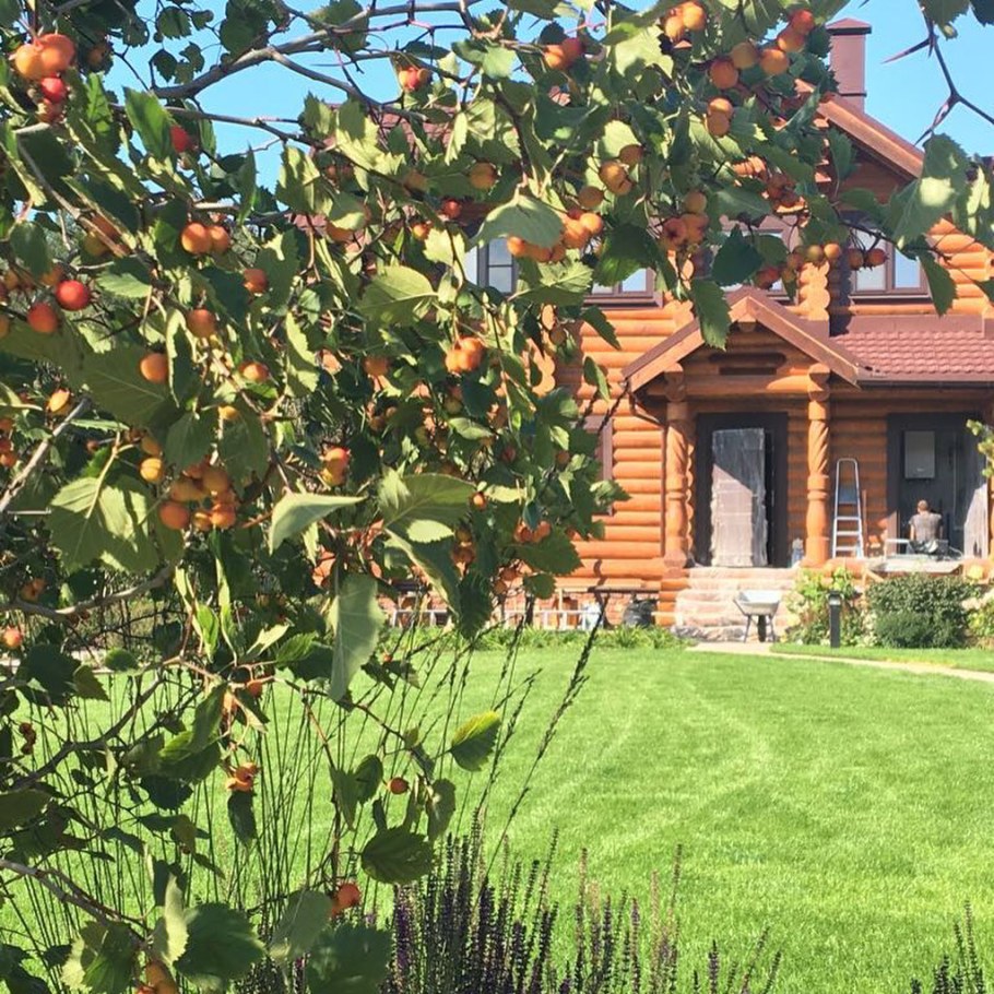 Боярышник сливолистный Живая изгородь