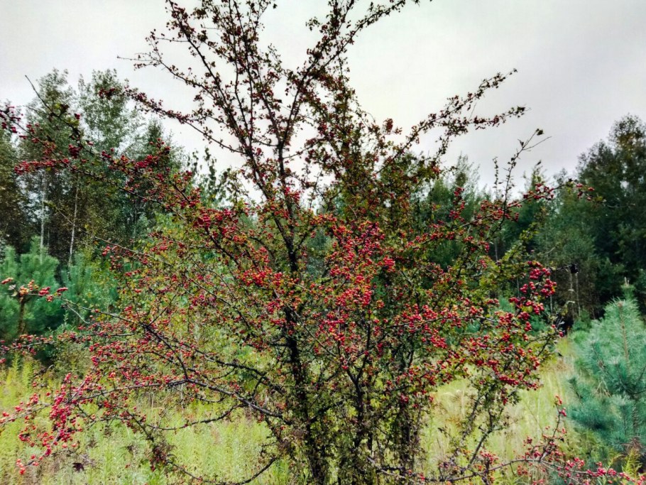 Боярышник куст