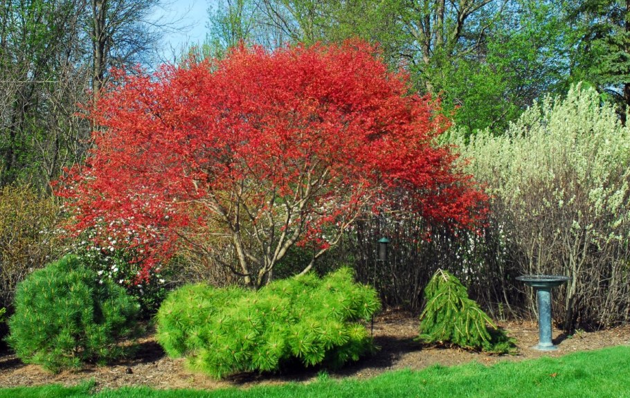 Ирга Ламарка (Amelanchier lamarckii)