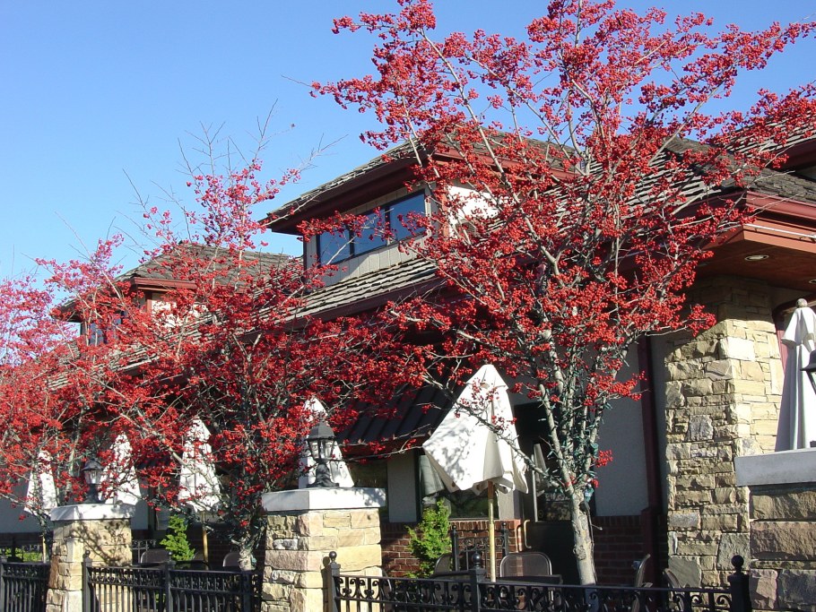 Боярышник Винтер Кинг