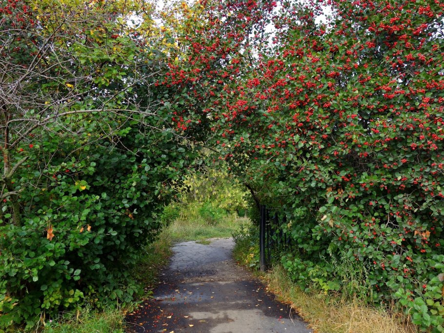Боярышник однопестичный Живая изгородь