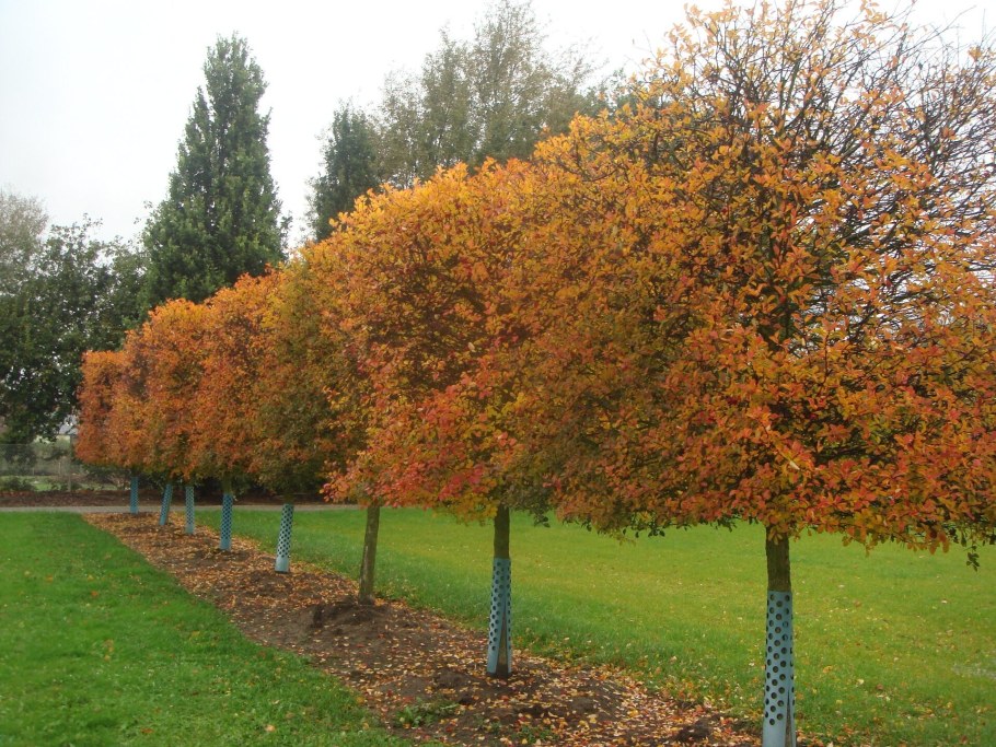 Боярышник сливолистный на штамбе
