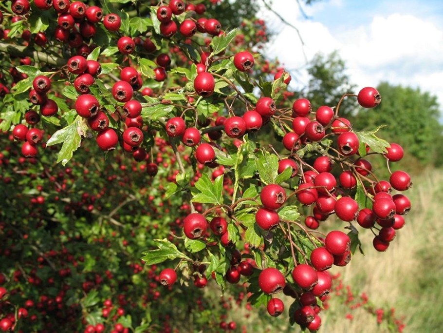 Боярышник (Crataegus)
