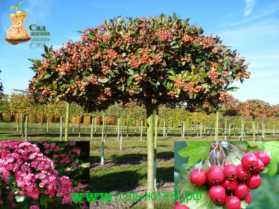 Боярышник сливолистный на штамбе