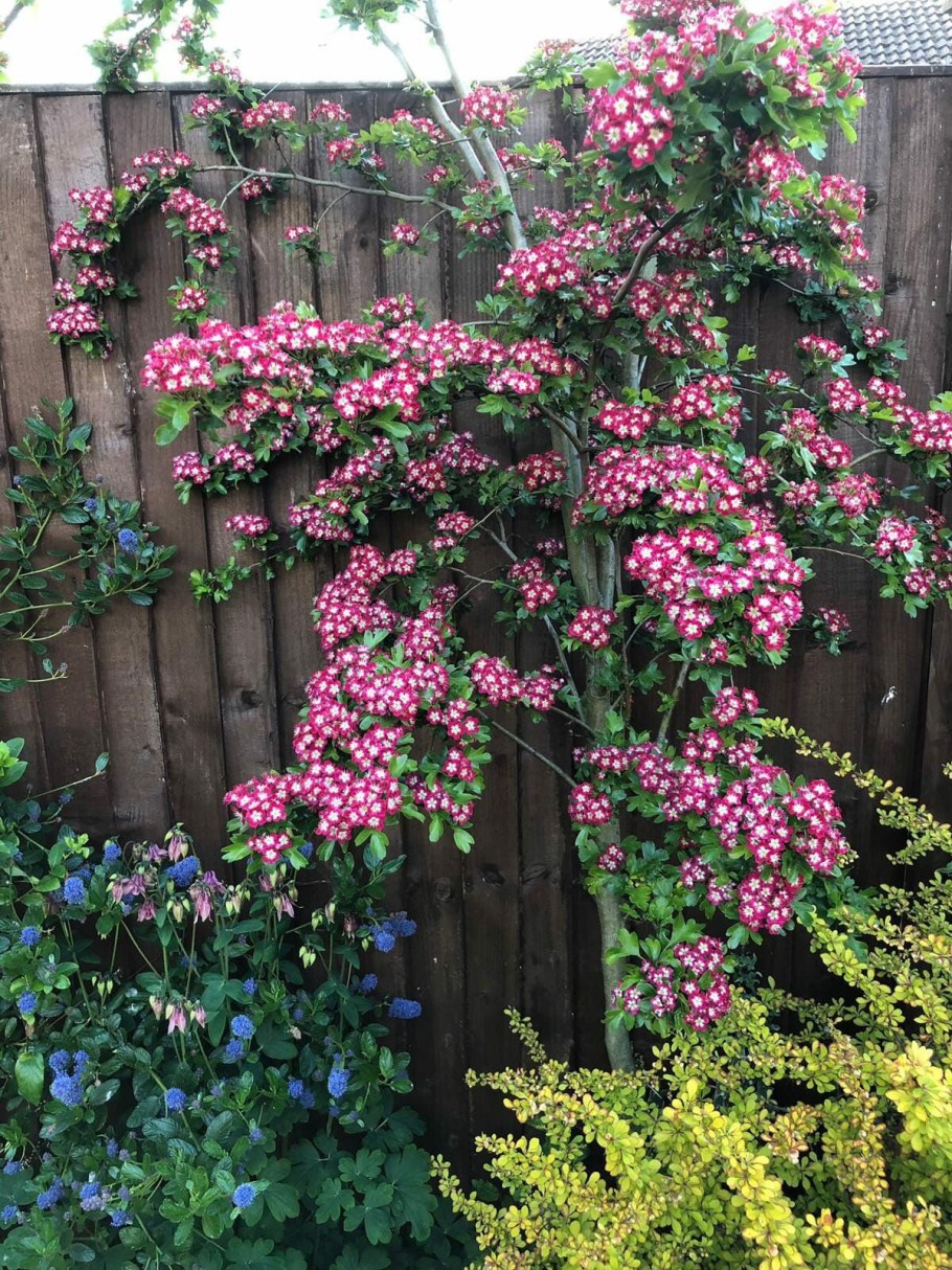 Боярышник Кримсон Глоу