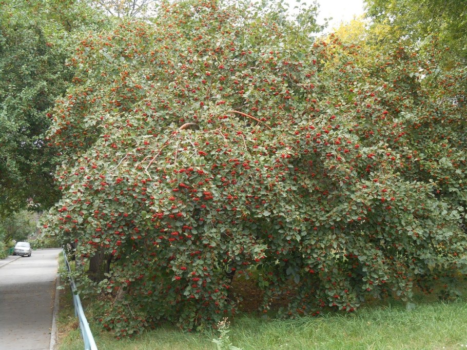 Боярышник Скарлет Живая изгородь