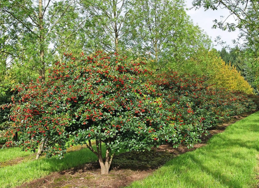 Боярышник сливолистный splendens