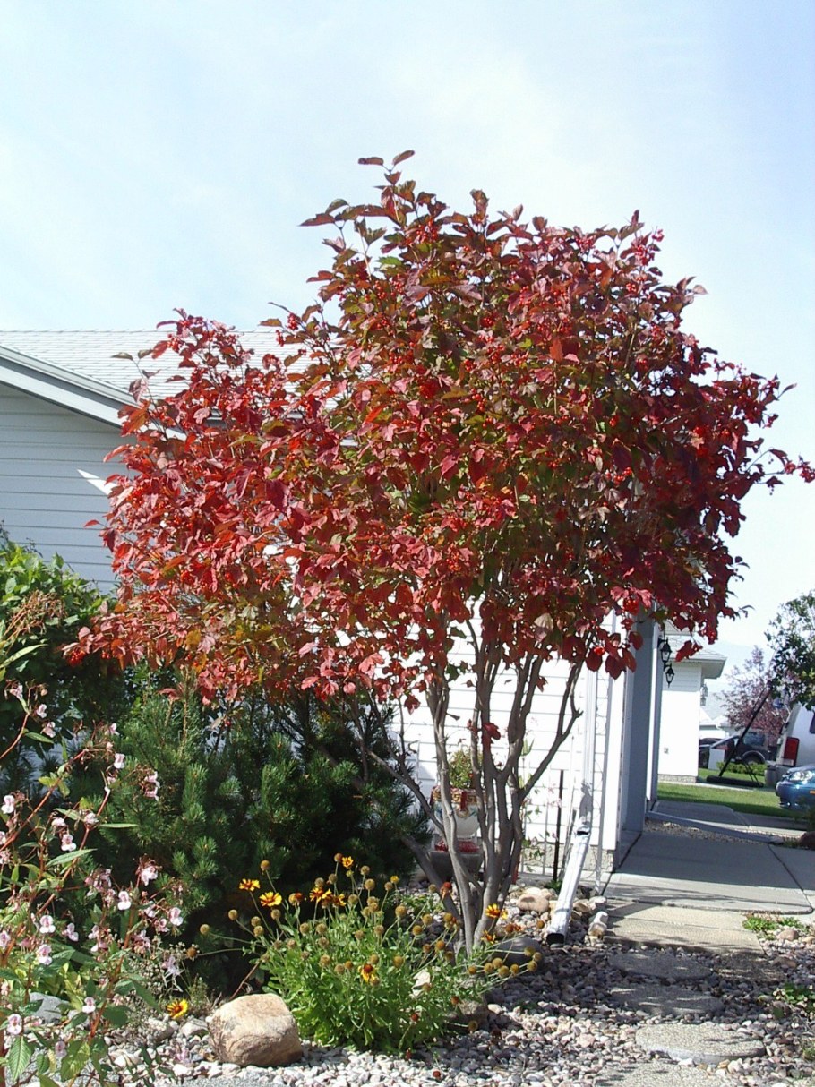 Клен Гиннала куст