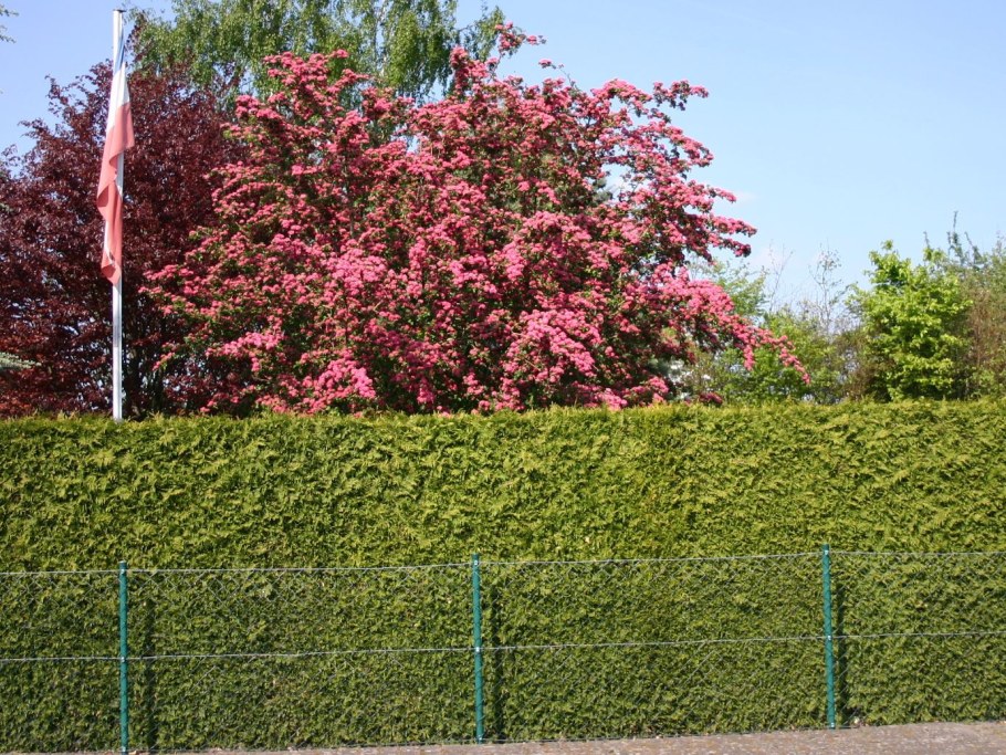 Клен Гиннала Живая изгородь