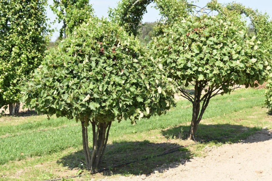 Боярышник однопестичный ниваки