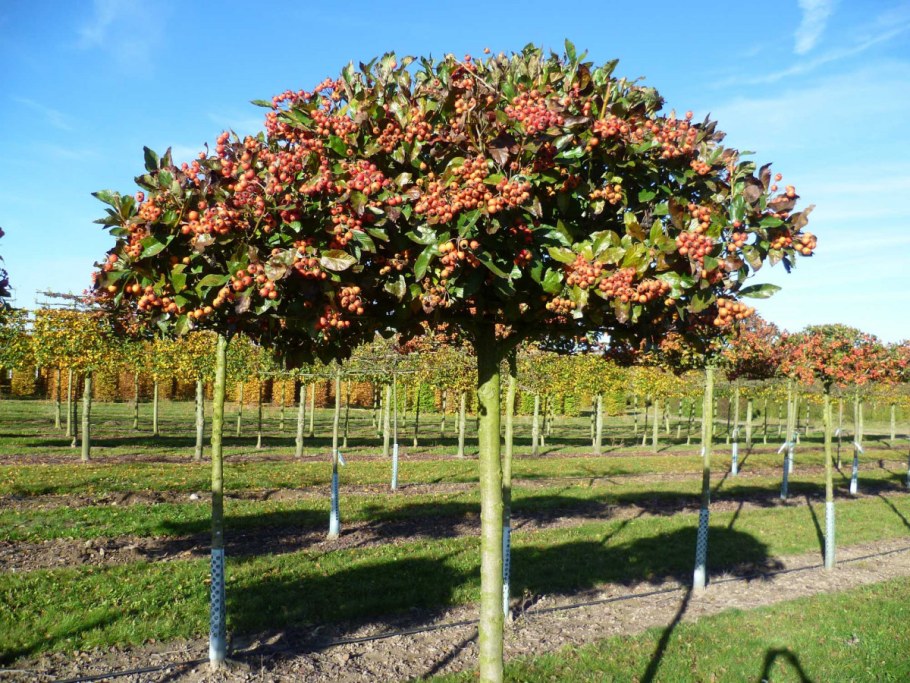 Боярышник сливолистный