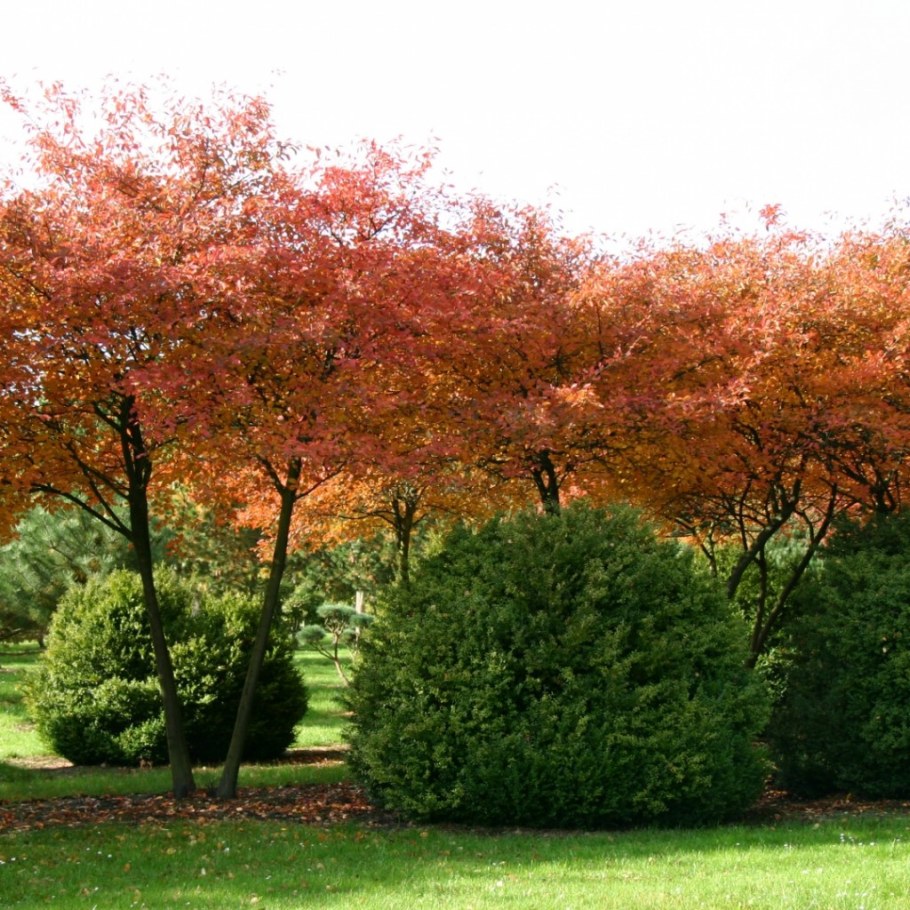 Ирга Ламарка (Amelanchier lamarckii)