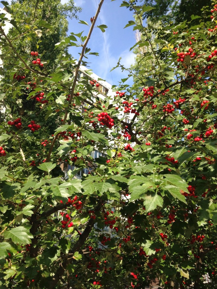 Боярышник огни Мичуринска