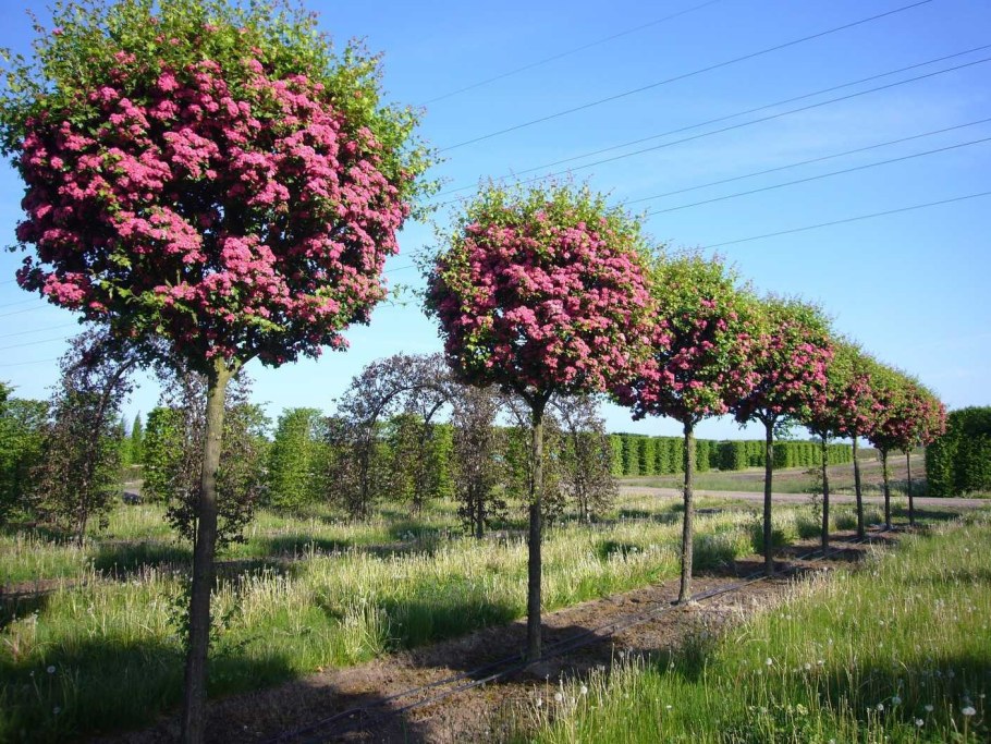 Боярышник Paul's Scarlet