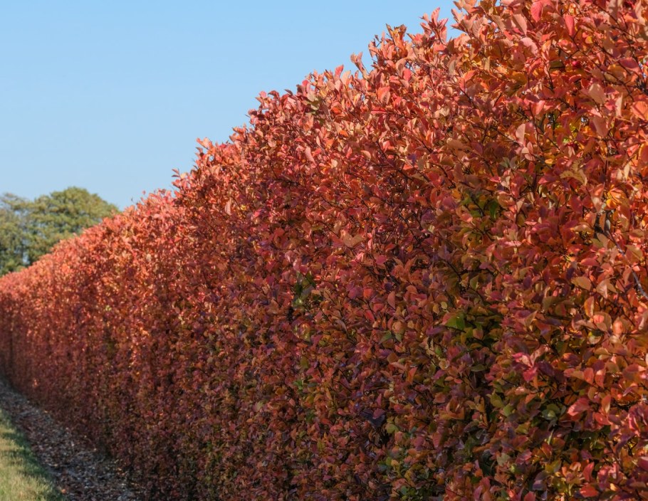 Клен Гиннала изгородь