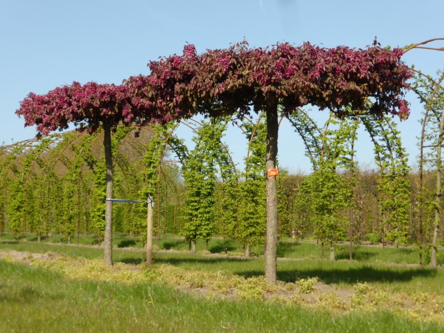 Яблоня плакучая Роял Бьюти